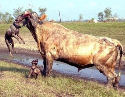 PİTBULL ve öküz (1).jpg