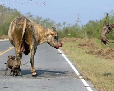 PİTBULL ve öküz-2 (1).jpg