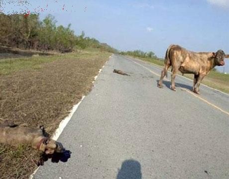 PİTBULL ve öküz-3 (1).jpg